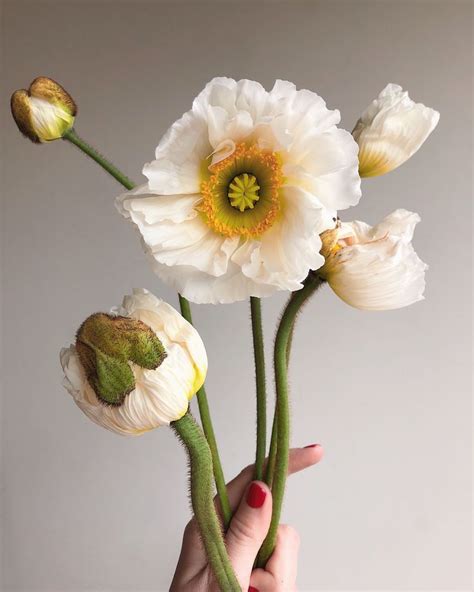 White Poppy | Icelandic poppies, Poppies, Poppy bouquet