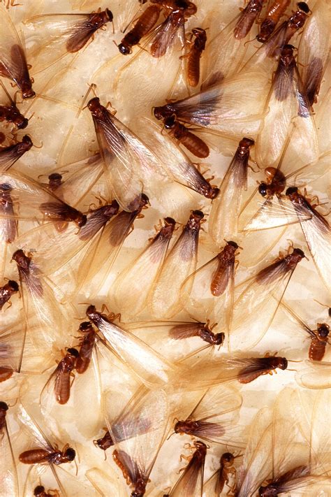 Termites | Free Stock Photo | Fomosan termite alates | # 10865