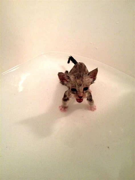 Itty bitty wet kitty | Cat memes, Silly cats pictures, Pretty cats