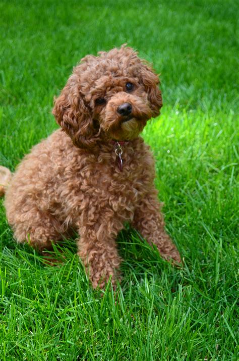 mini labradoodle. My next puppy!!! | Labradoodle, Australian ...