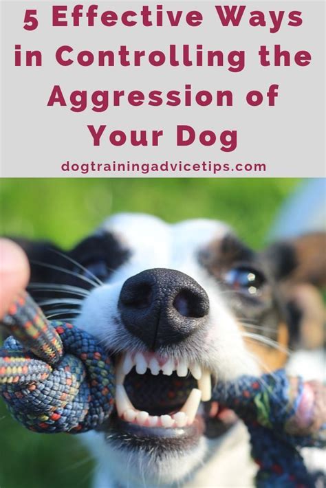 5 Effective Ways in Controlling the Aggression of Your Dog. # ...