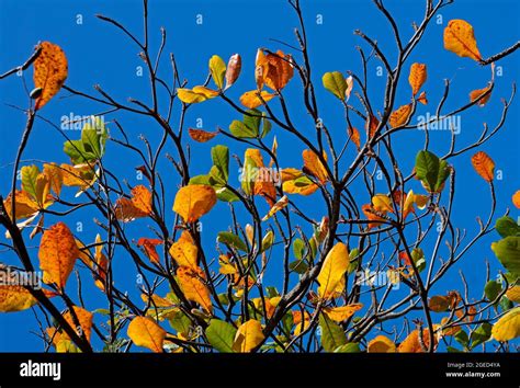 Tropical almond leaves in autumn (Terminalia catappa Stock Photo - Alamy