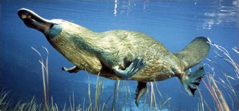 Platypus Genome - Animals - Science - The New York Times