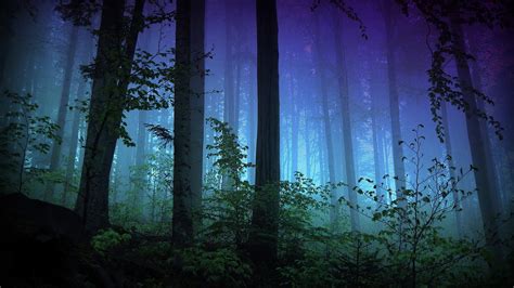 Wallpaper : sunlight, trees, forest, dark, night, nature, reflection, mist, atmosphere, jungle ...