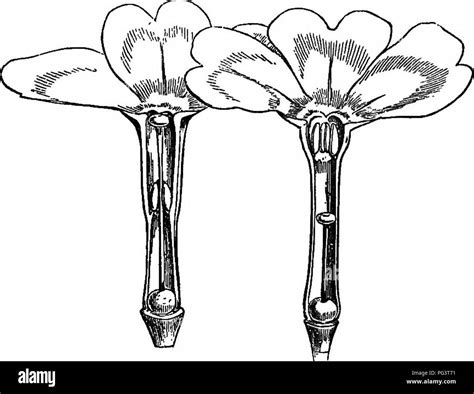 Androecium and gynoecium Black and White Stock Photos & Images - Alamy