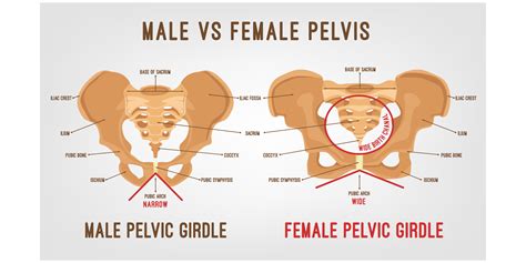 Pelvic Anatomy | MedicTests