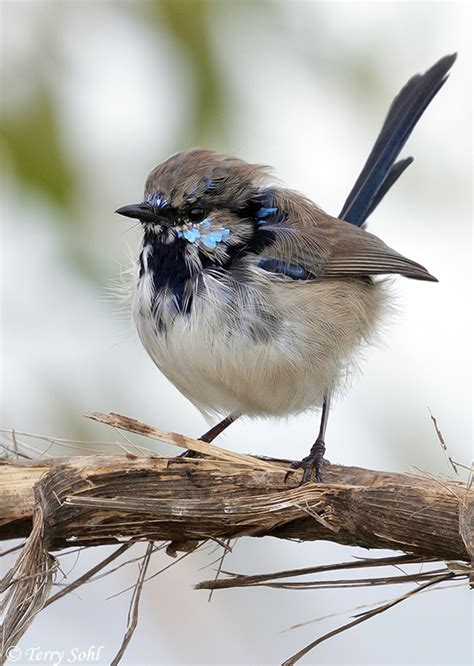 Superb Fairy-wren Photos - Photographs - Pictures