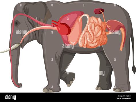 Elephant Anatomy Concept for Science Education illustration Stock ...