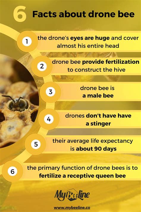 Facts About Drone Bees