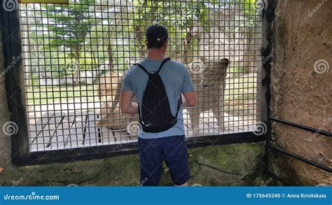 Visitors To the Zoo Feed the Lions in Cages Editorial Image - Image of ...