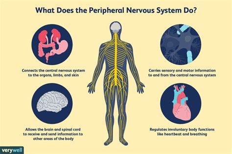 How the Peripheral Nervous System Works