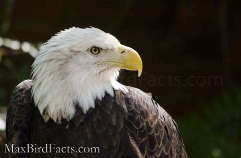 Bird Beaks Part 2 – The Big Differences Between Hawks, Eagles, and ...