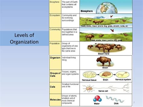 Biological Hierarchy Of Life