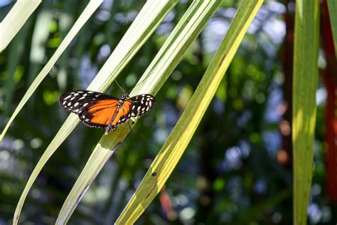 Butterflies at the Fort Worth Botanic Gardens – Patricia Heatherington.com