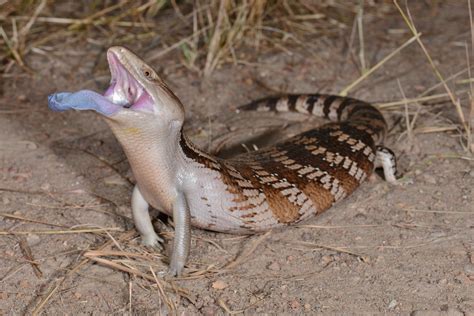 Australian lizard scares away predators with ultra-violet tongue