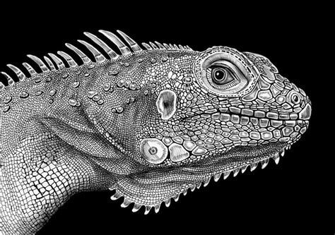 Countless Pens Used to Draw Detailed Animals Portraits