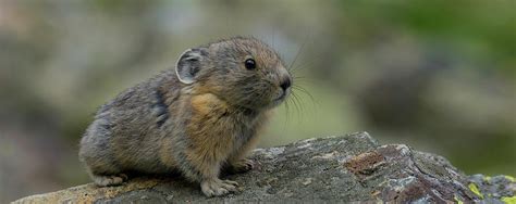 Close-up Of Pika Ochotona Princeps #4 Photograph by Panoramic Images - Fine Art America