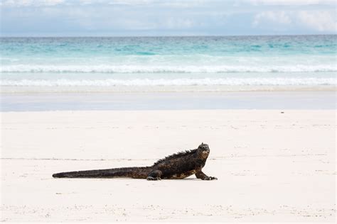 VISITING SANTA CRUZ: Wildlife in Galápagos’s Tourism Hub — Conservation Atlas