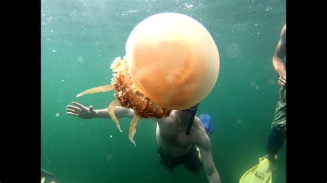 Snorkeling in Palau's Jellyfish Lake - Jan 3, 2019 - YouTube