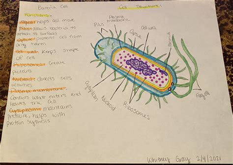 "Bacteria Cell Structure and Functions- Whitney Gray" - Response on The Wonderment