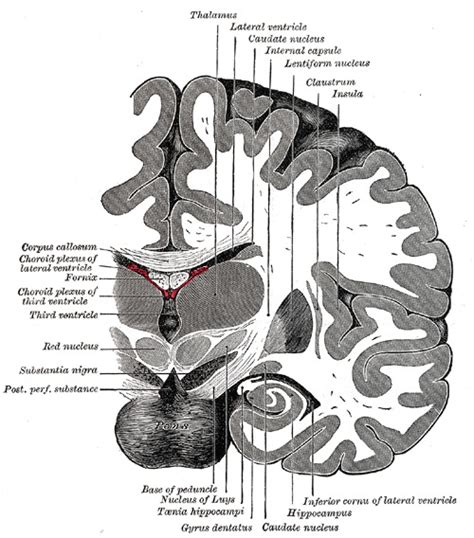 Neuroanatomy, Nucleus Caudate - StatPearls - NCBI Bookshelf