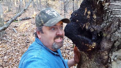 Harvesting Chaga from the UP of Michigan - YouTube