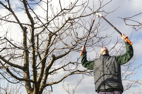 Winter Tree Pruning Process - Elite Tree Care