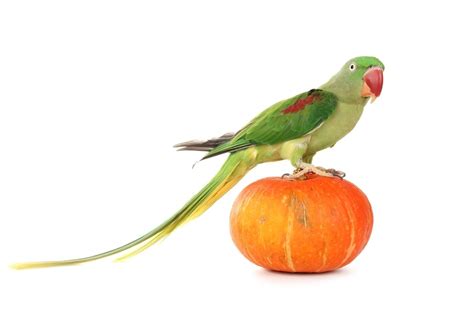 Alexandrine Parrot Care Guide - Diet, Lifespan & More » Petsoid