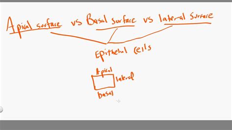 apical vs basal vs lateral - YouTube