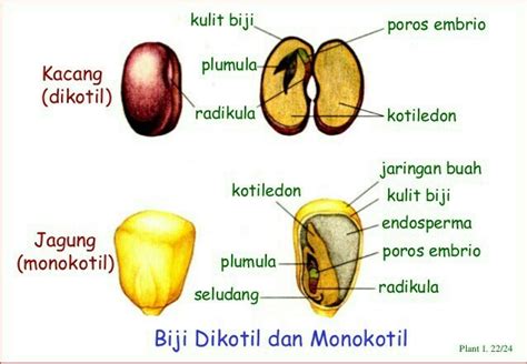 Tumbuhan Dikotil dan Monokotil - RumusHitung.Com