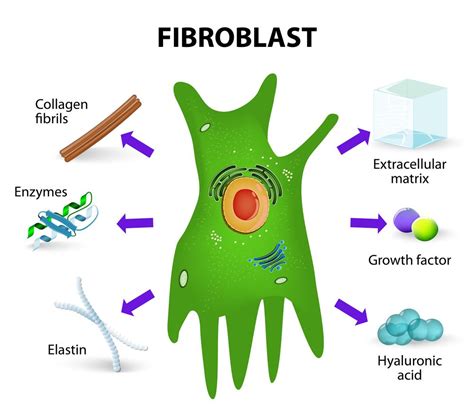 Ketosis and Skin: Why Fibroblasts Increase Collagen Production | Collagen, Growth factor, Skin ...