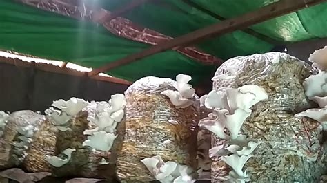 Mushroom cultivation - YouTube