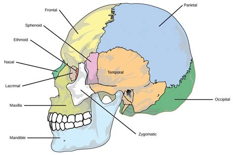 5.2 Major Bones In The Human Body / The Skeletal System Unit Ppt Download / The nasal bones are ...