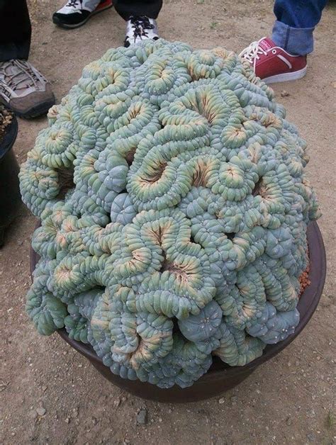 Just this peyote cactus : mescaline