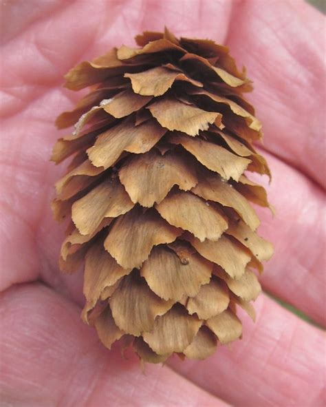 Spruce and Fir Tree Cones - Tree Guide UK Spruce and Fir tree cones