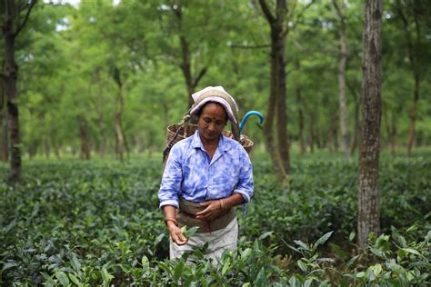 In Pictures: Plight of India's tea plantation workers | | Al Jazeera