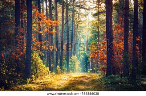 Autumn Forest Nature Vivid Morning Colorful Stock Photo 766886038 | Shutterstock