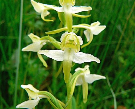 Platanthera chlorantha Greater Butterfly-Orchid