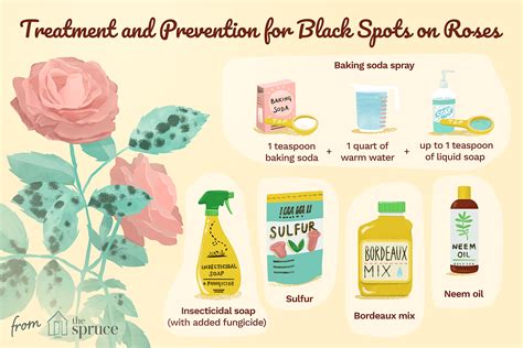 How to Treat and Prevent Black Spots on Roses | Black spot on roses ...