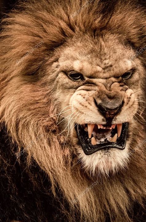 Close-up shot of roaring lion Stock Photo by ©nejron 20215297