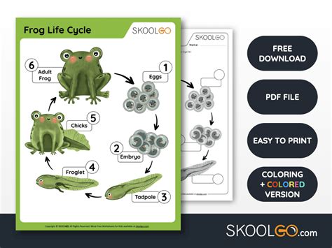 Frog Life Cycle - Free worksheet - SKOOLGO