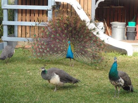 Peacock family a familiar sight on Ourimbah streets | Daily Telegraph