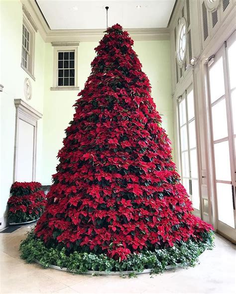 CHEEKWOOD POINTSETTA TREE. Instagram | Poinsettia tree, Christmas trees for kids, Beautiful ...