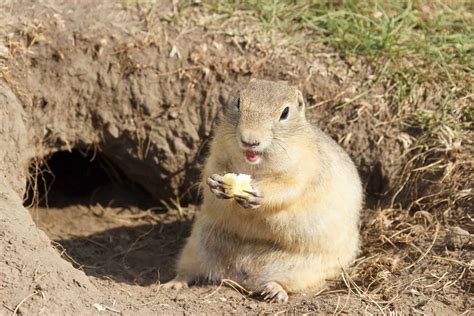 Gopher Animal Facts | Geomys bursarius | AZ Animals