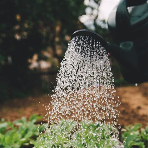 How often Should You Be Watering New Grass Seeds? - Sunshine in the Garden