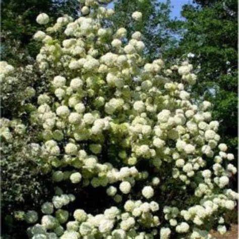 Chinese Snowball Viburnum (Viburnum macrocephalum 'Sterile') - Garden ...