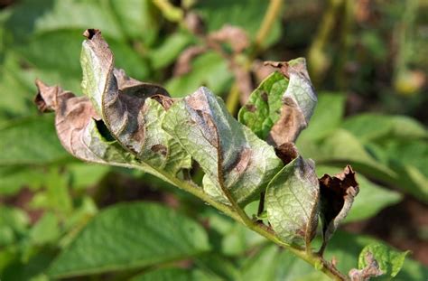 New technique accelerates isolation of late blight resistance genes ...