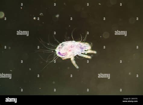 House dust mite under the microscope 100x Stock Photo - Alamy