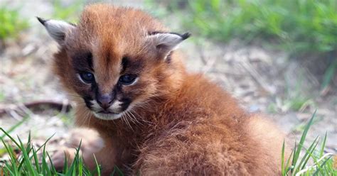 Adorable baby wildcats have uncanny resemblance to Star Wars legend ...