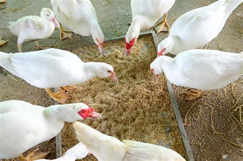 Duck feeding on the farm stock image. Image of white - 61837291